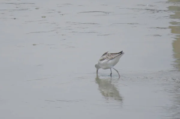 Vogel op Yuen Long HK 24 april 2014 — Stockfoto