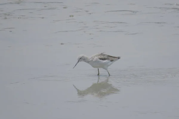 Bird  at Yuen long hK 24 April 2014 — Stock Photo, Image