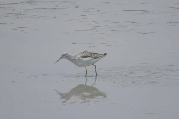 Vogel op Yuen Long HK 24 april 2014 — Stockfoto