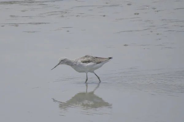 Vogel op Yuen Long HK 24 april 2014 — Stockfoto