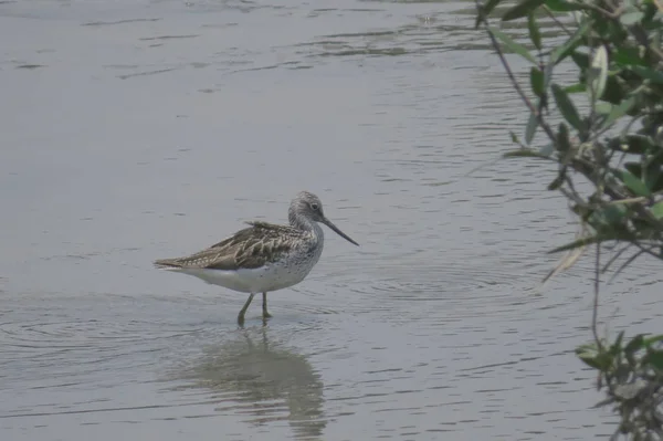 Yuen uzun Sandpiper kuş 24 Nisan 2014 — Stok fotoğraf