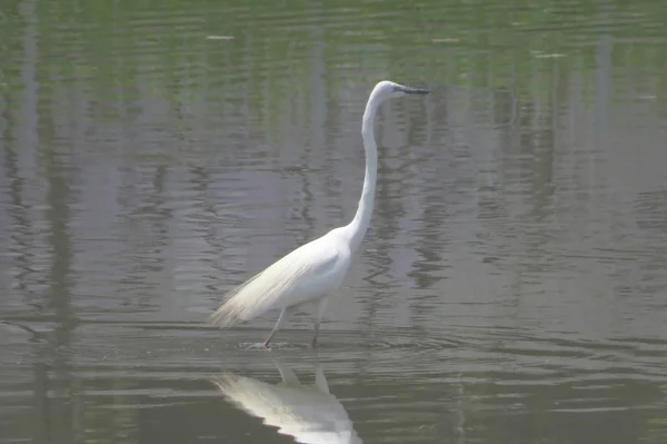 Velký Egret na Yuenu, dlouhý 24. dubna 2014 — Stock fotografie