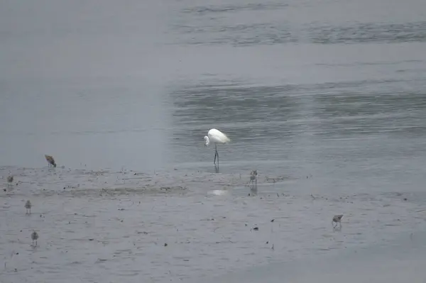 Grande aigrette à Yuen long 24 avril 2014 — Photo