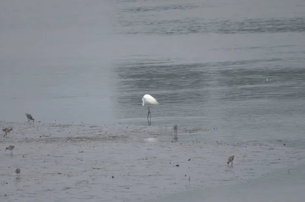 Grande aigrette à Yuen long 24 avril 2014 — Photo