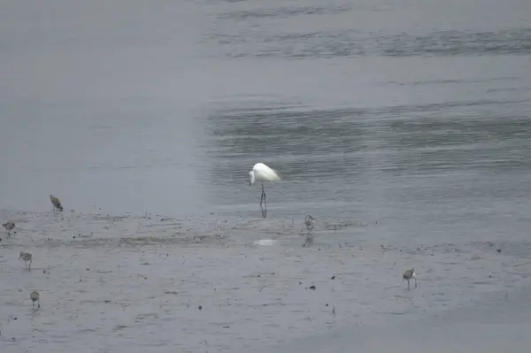 Grande aigrette à Yuen long 24 avril 2014 — Photo