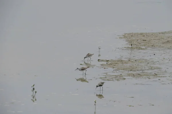 Close-up van een pied Kluut zwemmen in het water — Stockfoto