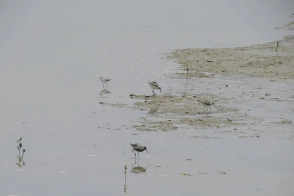 Close-up van een pied Kluut zwemmen in het water — Stockfoto