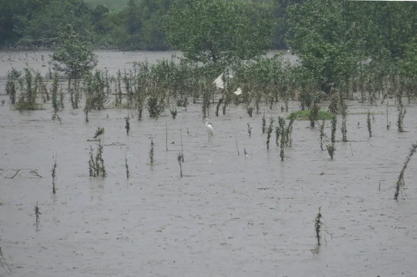 Wetland Yuen long hk 24 april 2014 — Stockfoto