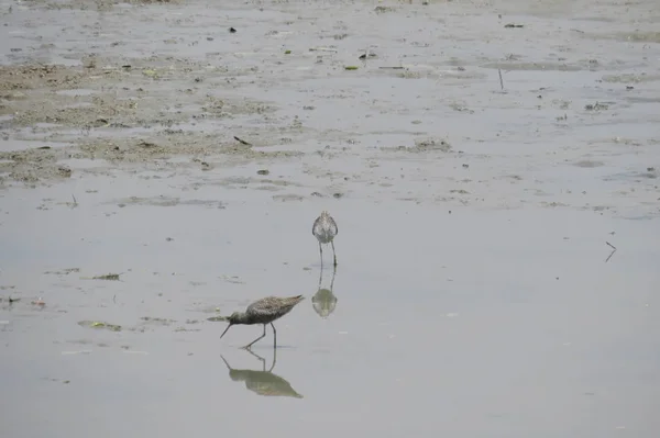 Sandpiper bird in  Yuen long  24 April 2014 — Stock Photo, Image