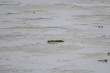 Mudskipper balık, Amfibi balık, Yuen uzun