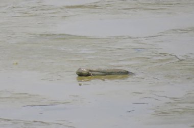 Mudskipper balık, Amfibi balık, Yuen uzun