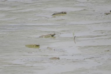 Mudskipper balık, Amfibi balık, Yuen uzun