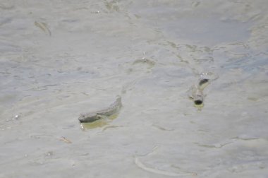 Mudskipper balık, Amfibi balık, çamur sahilde 