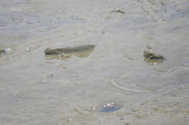 Mudskipper balık, Amfibi balık, çamur sahilde 