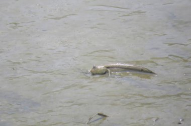 Mudskipper balık, Amfibi balık, çamur sahilde 