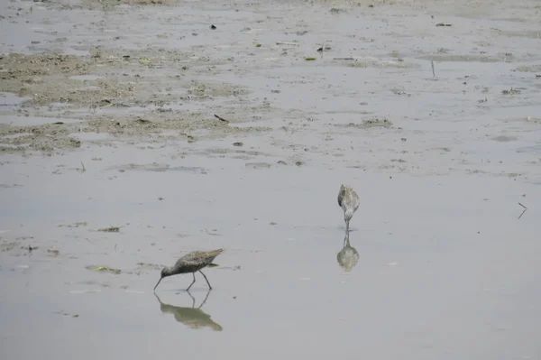 Sandpiper bird in  Yuen long  24 April 2014 — Stock Photo, Image