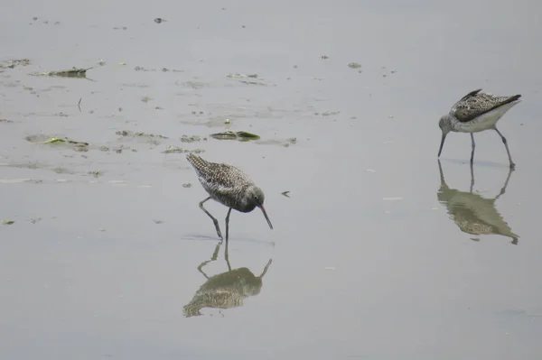 Sandpiper bird in  Yuen long  24 April 2014 — Stock Photo, Image