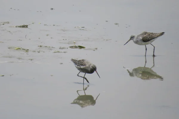 Sandpiper bird in Yuen long 24 Abril 2014 — Fotografia de Stock