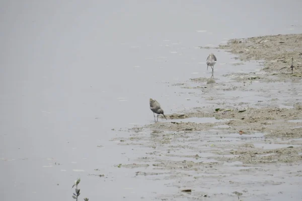 Gros plan d'un avocat pied nageant dans l'eau — Photo