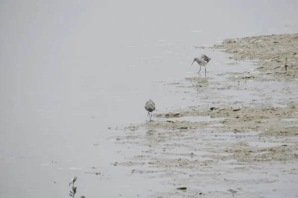 Sandpiper bird in  Yuen long  24 April 2014 — Stock Photo, Image