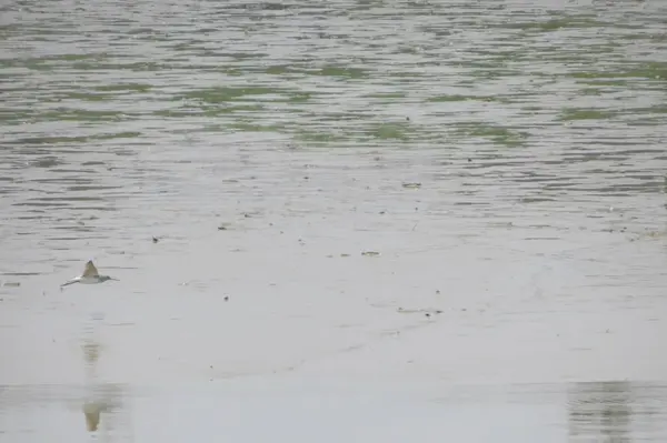 Закрыть авось, плавающий в воде — стоковое фото