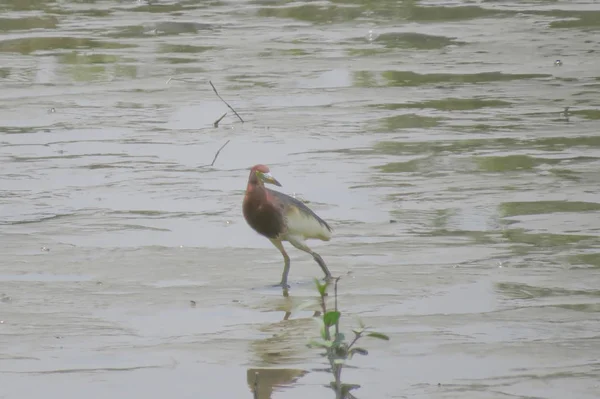 Čínský rybníček Heron Yuen, dlouhý 24. dubna 2014 — Stock fotografie