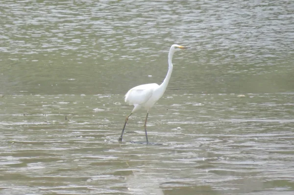 Velký Egret. Yuen dlouhý 24. dubna 2014 — Stock fotografie