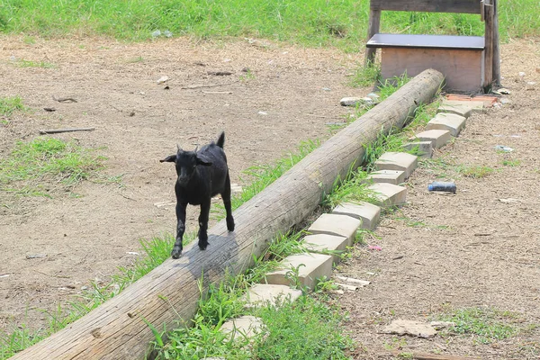 Schwarze Ziege, Herde auf dem Hof bei Yuen Long — Stockfoto