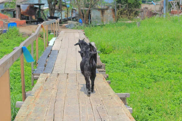 Cabra negra, rebanho na fazenda em yuen long — Fotografia de Stock