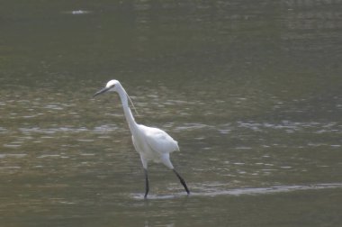 Büyük Egret Yuen uzun 24 Nisan 2014 at 