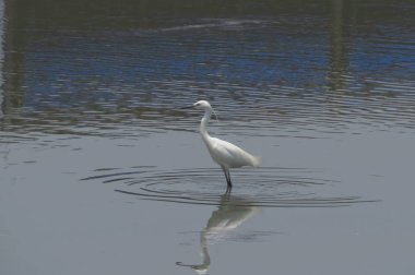 Büyük Egret Yuen uzun 24 Nisan 2014 at 