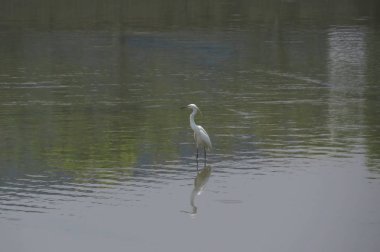 Büyük Egret Yuen uzun 24 Nisan 2014 at 