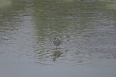  yuen uzun da kuş hk 24 Nisan 2014 