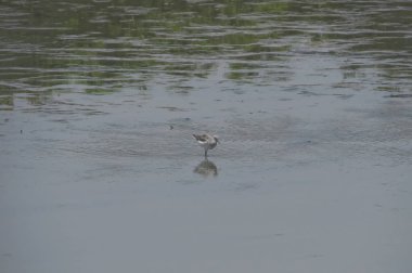 Suda yüzen pied avocet yakın 