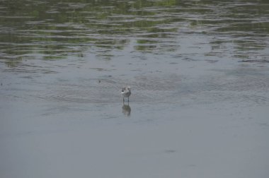 Suda yüzen pied avocet yakın 