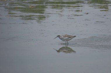  yuen uzun da kuş hk 24 Nisan 2014 