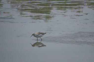  yuen uzun da kuş hk 24 Nisan 2014 