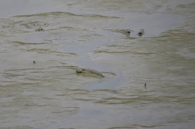 Mudskipper balık, Amfibi balık, Yuen uzun