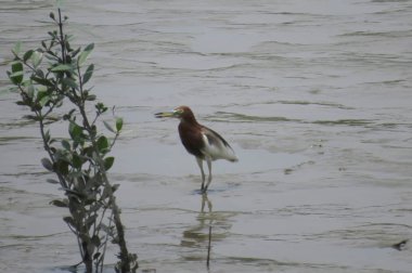 Çin Göletheron Yuen uzun 24 Nisan 2014 