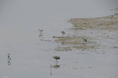Suda yüzen pied avocet yakın 