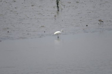 büyük egret. Yuen uzun 24 Nisan 2014 