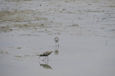 Yuen uzun Sandpiper kuş 24 Nisan 2014 