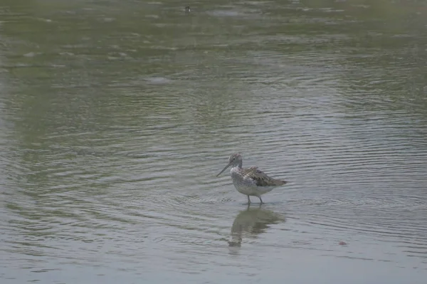 Bird  at Yuen long hK 24 April 2014 — Stock Photo, Image