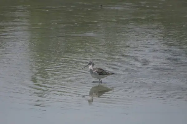 Bird  at Yuen long hK 24 April 2014 — Stock Photo, Image