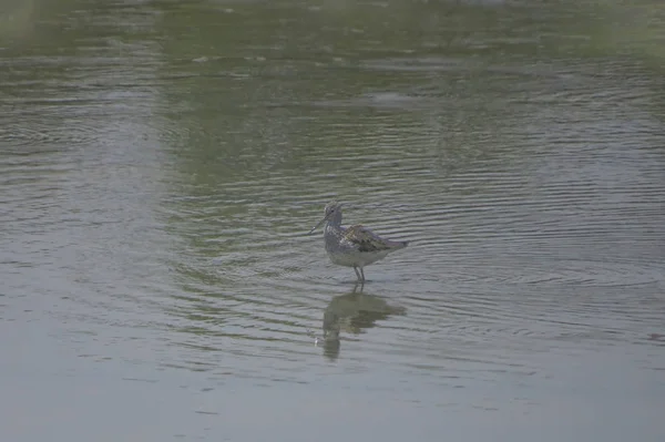 Bird  at Yuen long hK 24 April 2014 — Stock Photo, Image