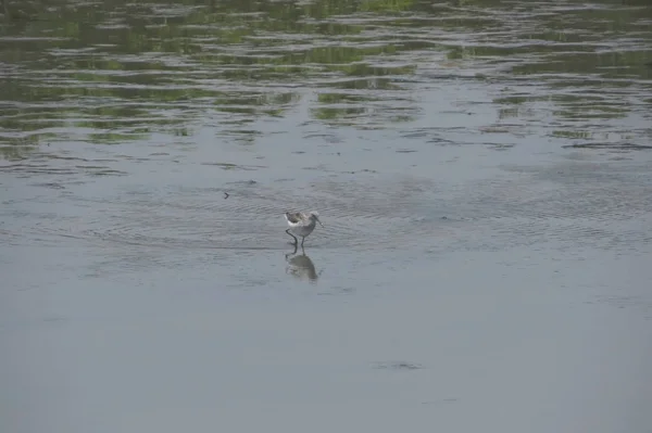 Gros plan d'un avocat pied nageant dans l'eau — Photo