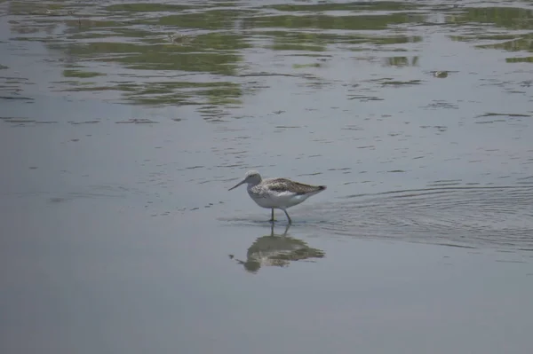 Vogel op Yuen Long HK 24 april 2014 — Stockfoto