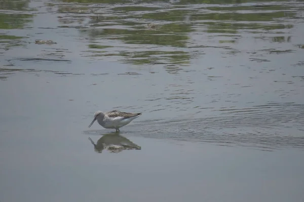 Bird  at Yuen long hK 24 April 2014 — Stock Photo, Image