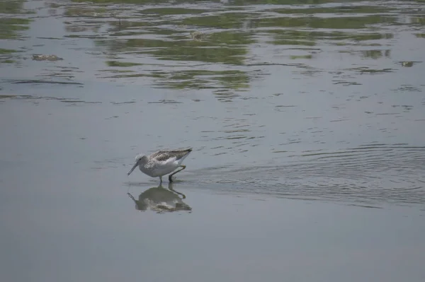 Bird w: Yuen Long HK 24 kwietnia 2014 — Zdjęcie stockowe