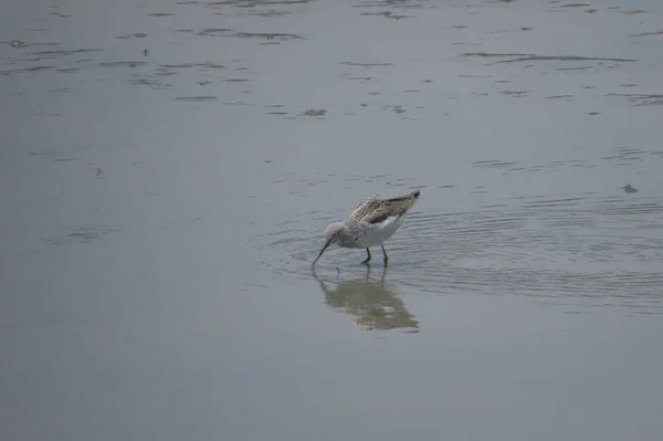 Bird  at Yuen long hK 24 April 2014 — Stock Photo, Image